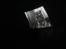 Circus tiger in The Show Of Shows: "We are poetic but we are very brutal …"